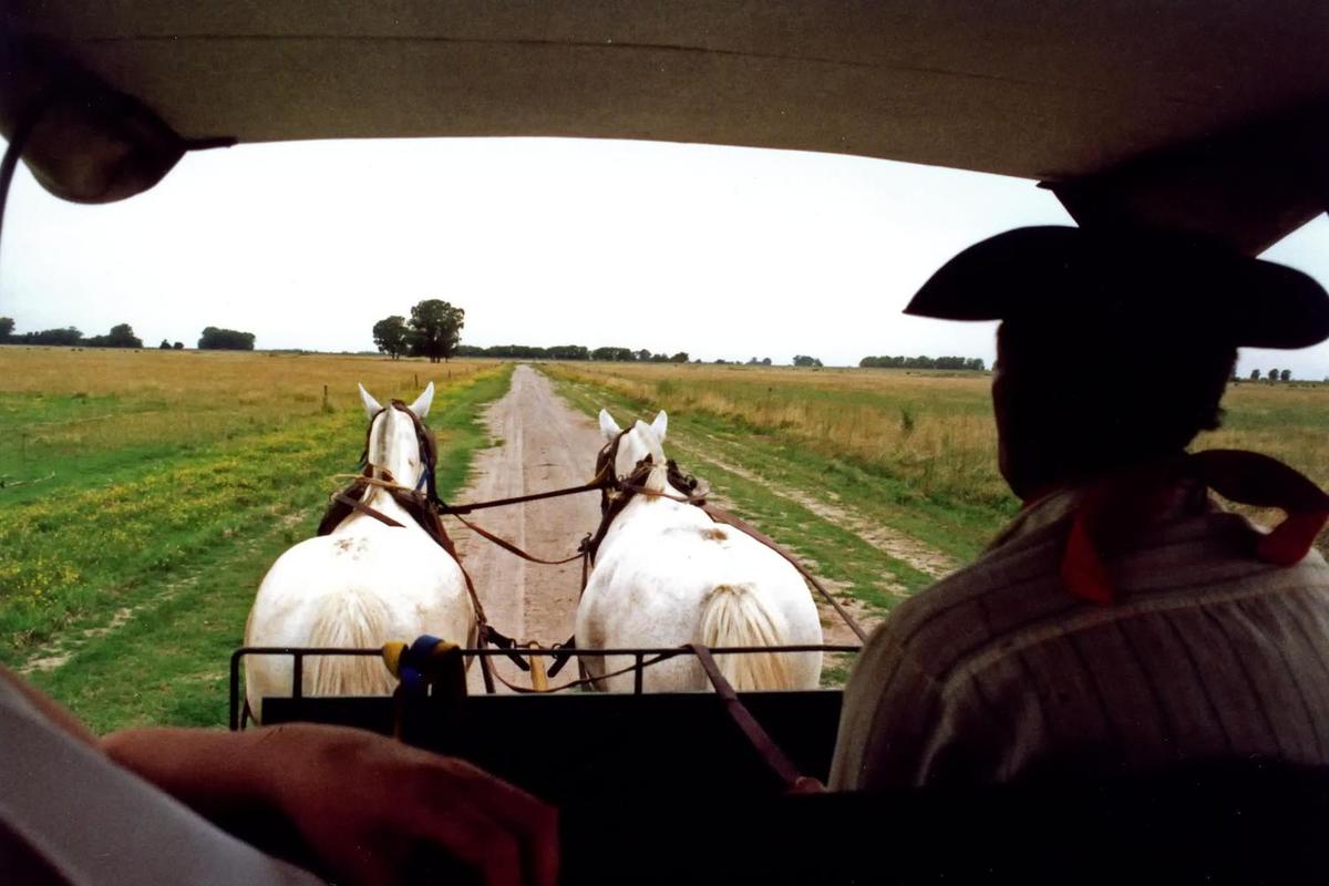 A Gaucho (Argentine cowboy) driving a carriage across the pampas. The pampas are a vast, fertile lowland plain found mostly in Argentina, but extending into Uruguay and southernmost Brazil. Vegetation is predominantly composed of grasses; trees are rare. Important for cattle ranching and farming, the region contains rich topsoils that in places are up to 300 m (1,000 ft) in depth.