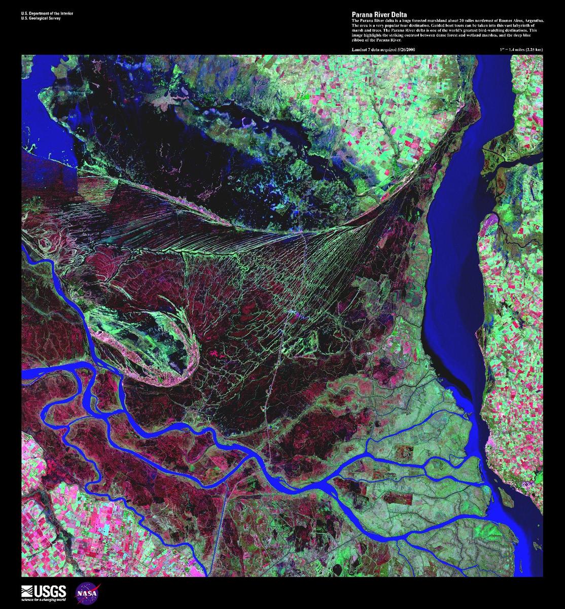 The Parana is the second longest river is South America; its delta is a huge forested marshland about 32 km (20 mi) northeast of Buenos Aires. The area is a very popular tourist destination with guided boat tours that venture into this vast labyrinth of marsh and trees. The Parana River delta is one of the world's greatest bird-watching destinations. This false color satellite image highlights the striking contrast between dense forest and wetland marshes (deep red and violet), and the winding blue ribbon of the Parana River. The large north-south-trending water body on the right is the Uruguay River. Image courtesy of USGS.