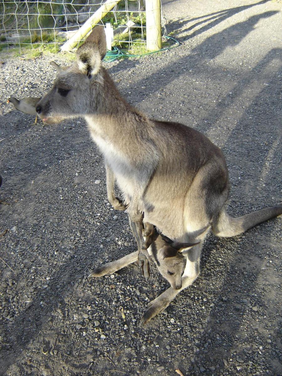 Often mistaken for kangaroos, wallabies abound in Australia; this one has a baby (joey) in its pouch.