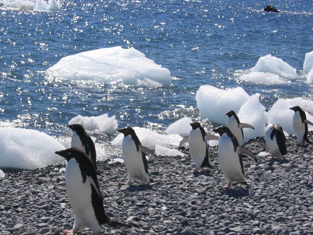 Adelie penguins on the march at Brown Bluff at the end of the Tabarin Peninsula.