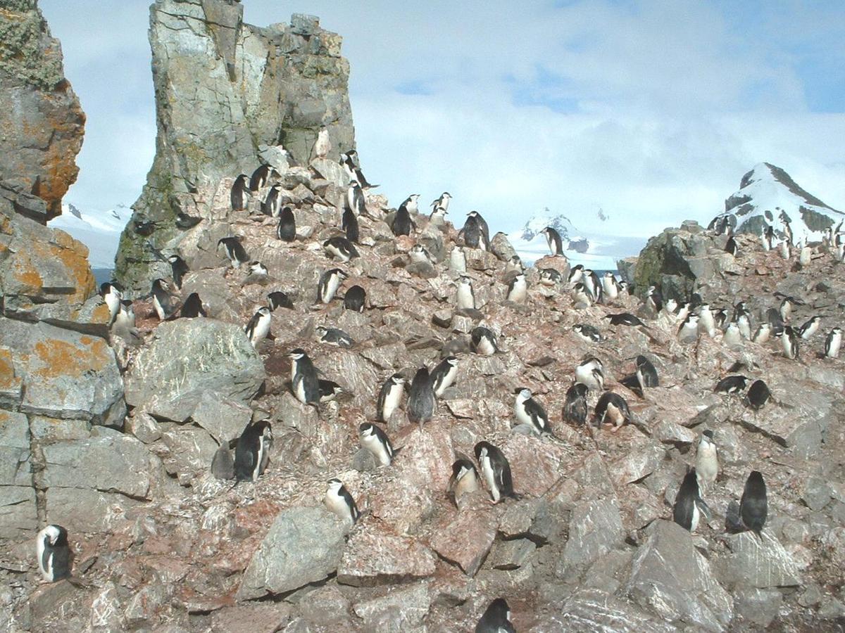 A Chinstrap penguin rookery. These penguins derive their name from the narrow black band under their heads that make it appear as if they are wearing black helmets. They build a circular nest with stones and lay two eggs.