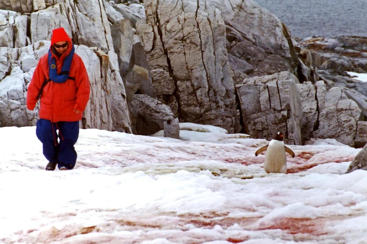 Tourist (angular biped) on left, resident (Gentoo penguin) on right.