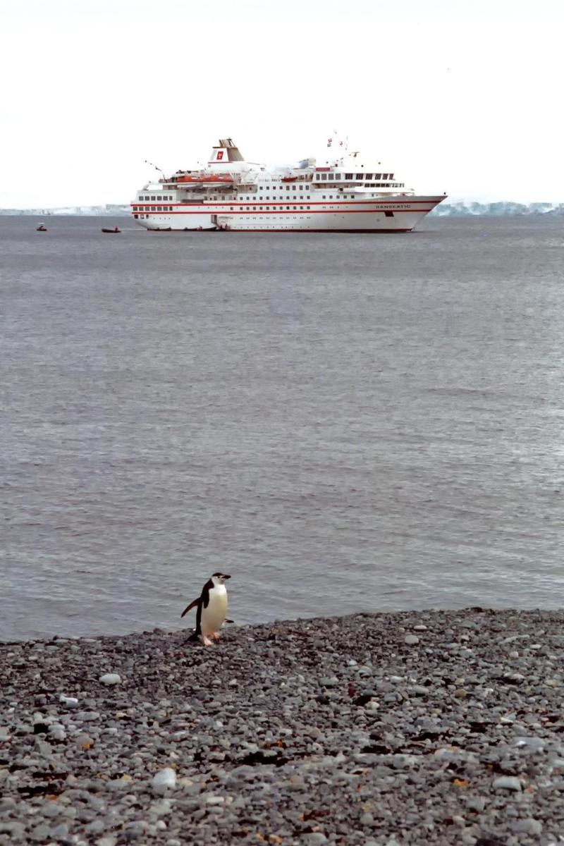 Chinstrap penguin waiting for the Zodiacs to arrive and disgorge the latest "flocks" of passengers.