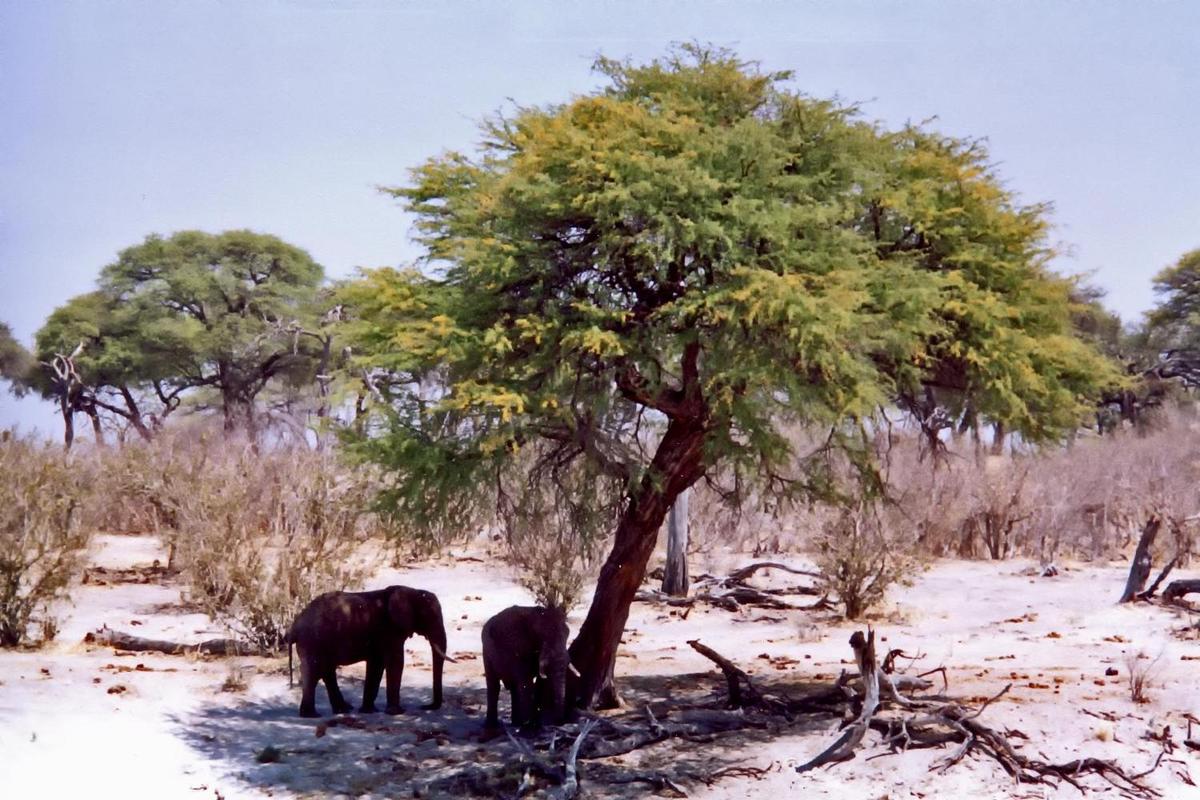 Elephants in the shade to escape the midday sun.
