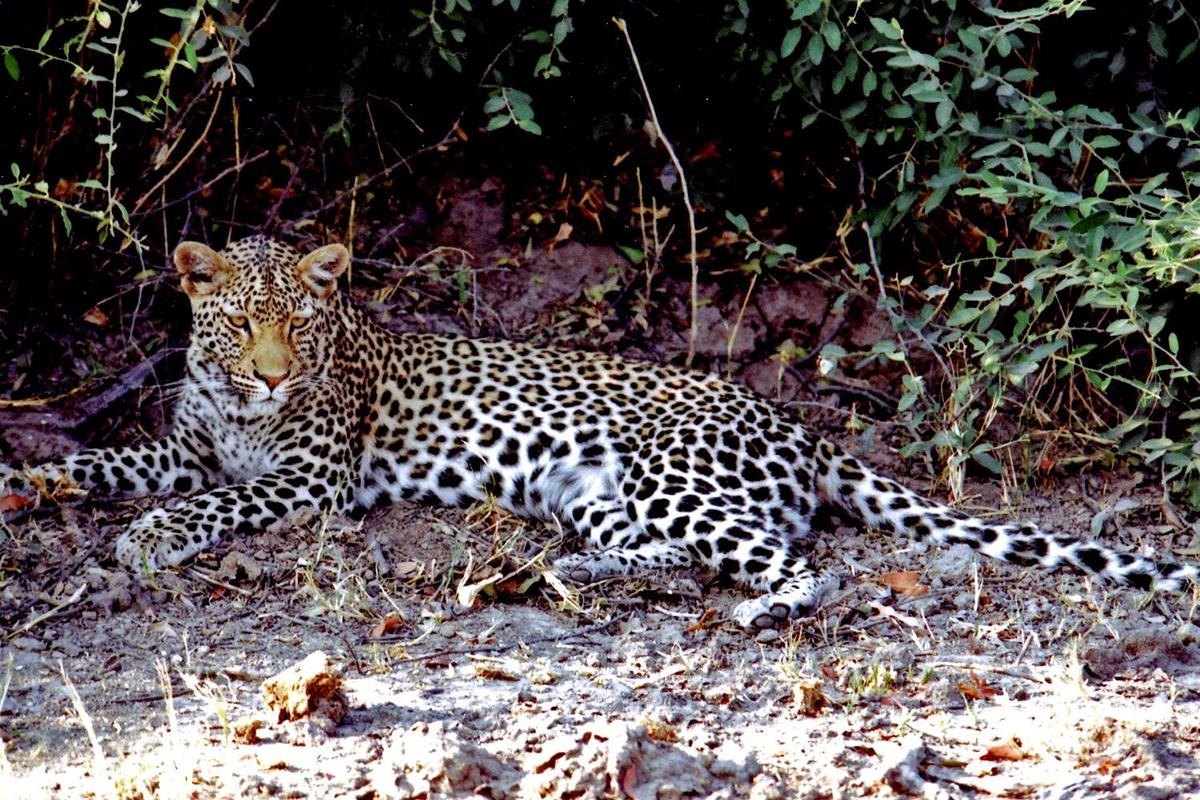 A resting but wary leopard.