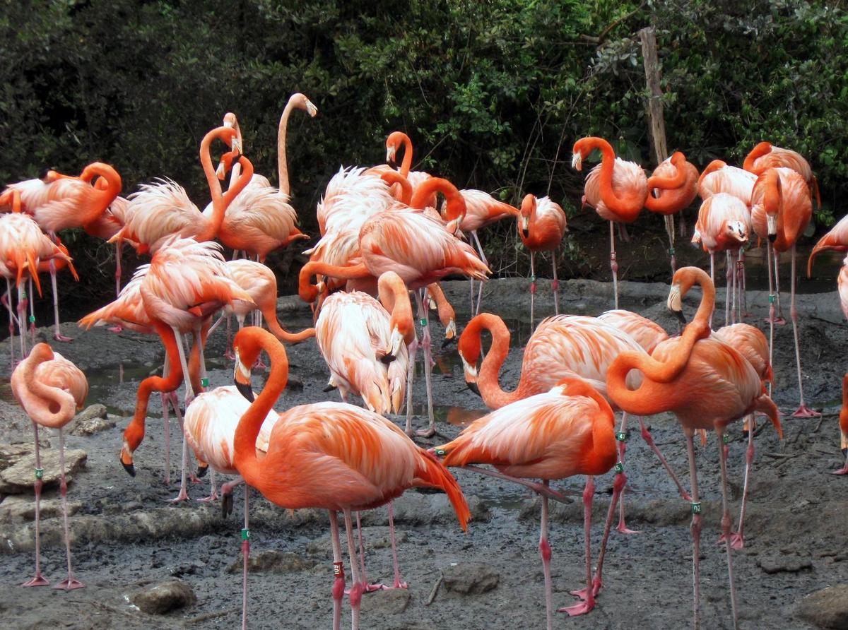 Flamingos at the Bermuda Zoo.
