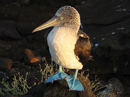 A Galapagos Island Blue-footed Booby.