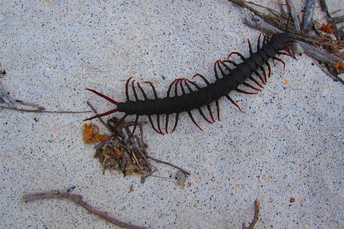 This Orange Foot Galapagos Giant Centipede at Wizard Hill (Cerro Brujo) on San Cristobal Island is a full-grown adult at approximately 45 cm (18 in).