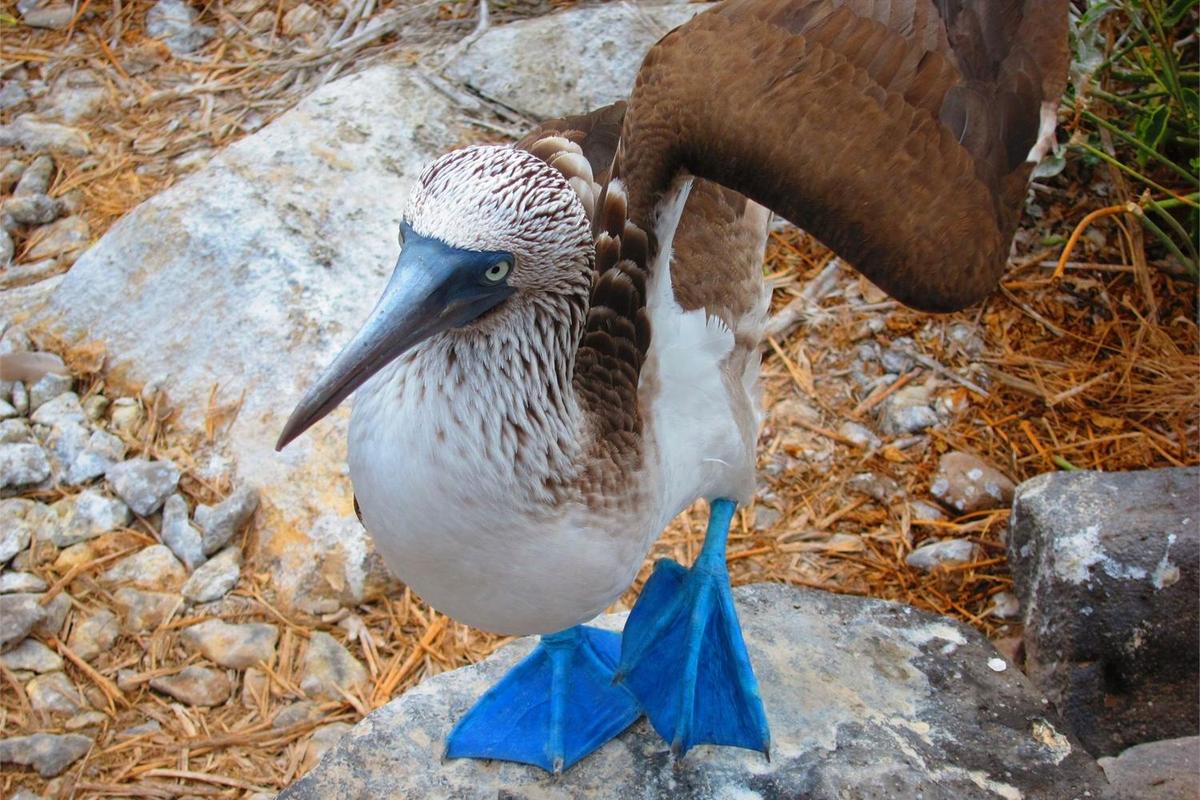 The younger a Blue-Footed Booby, the brighter its feet.