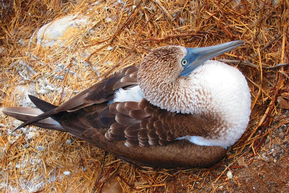 This close up of a Blue-Footed Booby reveals the bird's deep blue bill and rich plumage.