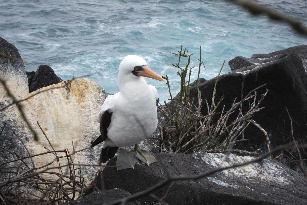 A Nascar Booby (Masked Booby) on Espanola Island.