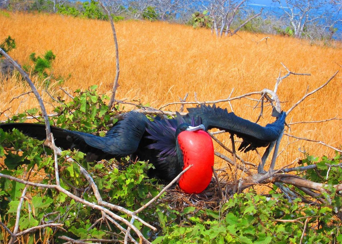 A male Magnificent Frigate (Man O'War) on North Seymour Island inflates his scarlet pouch during the breeding season.