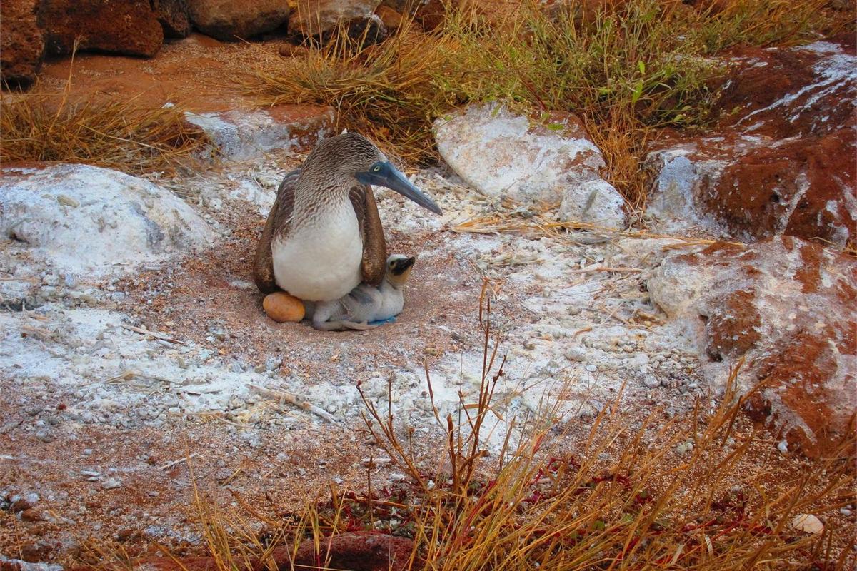 The fearless Blue-Footed Booby is unfazed by humans, even while caring for its youg.