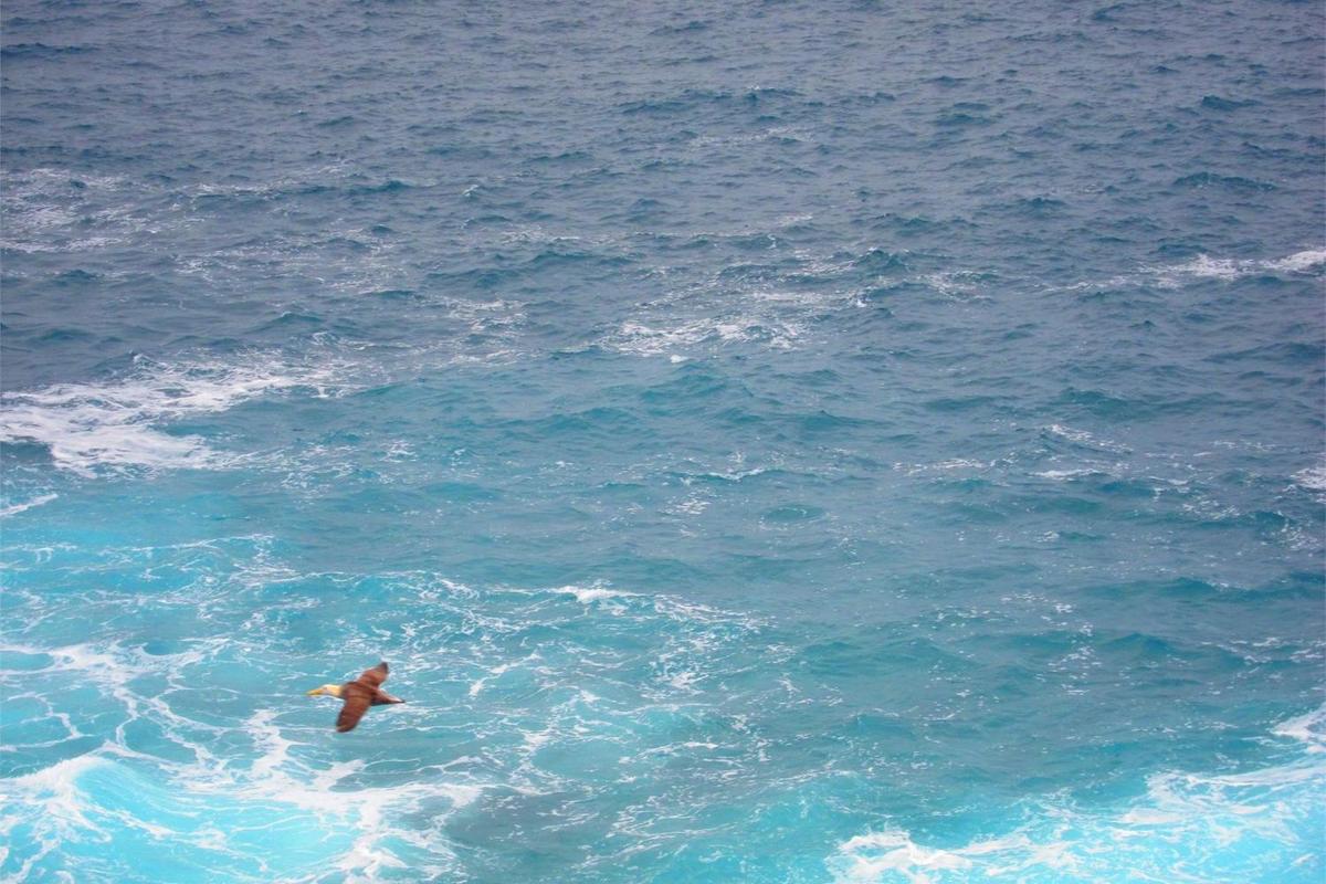 Waved Albatross (Galapagos Albatross) have a wingspan of at least 225 cm (7 ft), a lifespan up to 45 years, and live primarily on Espanola (Hood) Island.