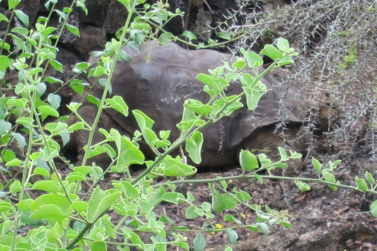 Lonesome George, who is approximately 75 years old with a lifespan of 180, is the last of his species from Pinta Island.