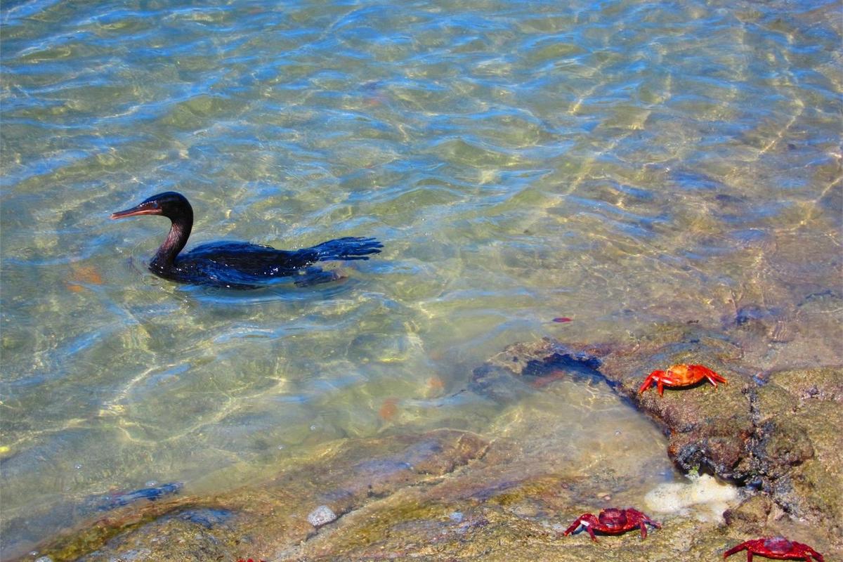 A Flightless Cormorant with Sally Lightfoot crabs in Punta Espinosa on Fernandina Island.