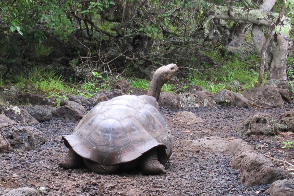 Diego, an Espanola Tortoise at the Charles Darwin research station on Santa Cruz Island, was returned to the Galapagos in 1977 from the San Diego Zoo in California, where he had lived since the 1930s.