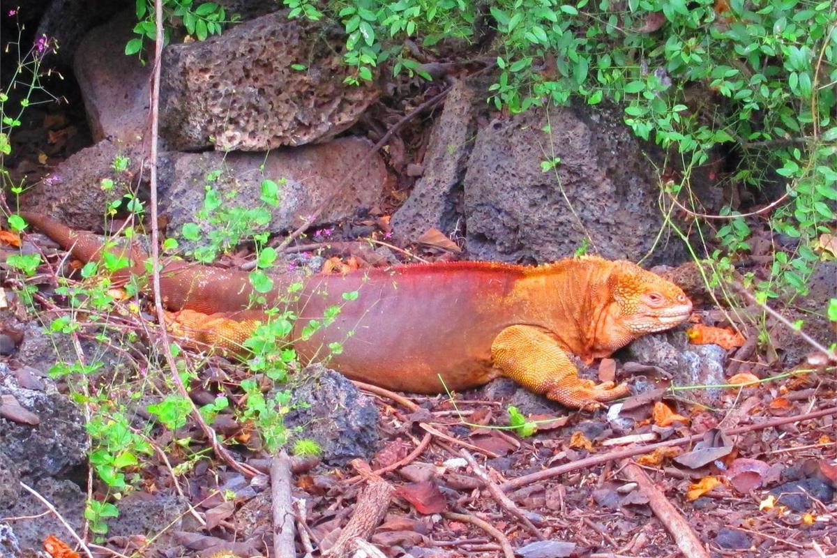 A Land Iguana that is approximately 35 years old, half the species lifespan.
