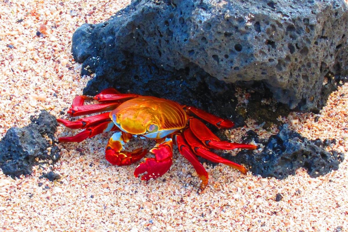 The colorful Sally Lightfoot crab is solid black when it is young.