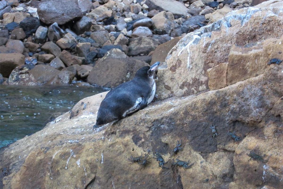 The average Galapagos Penguin is 49 cm (19 in); this one resides in Elizabeth Bay on Isabela Island.
