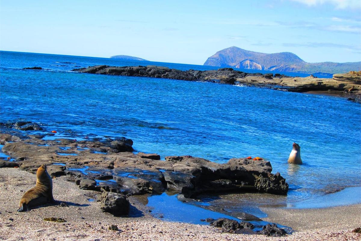 A Galapagos Sea Lion and her pup calling to each other.