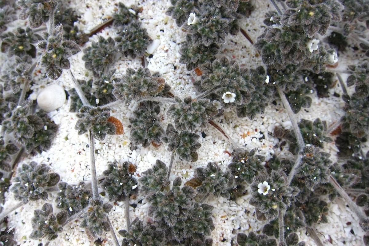 Low-growing flora on a beach at Wizard Hill on San Cristobal Island.