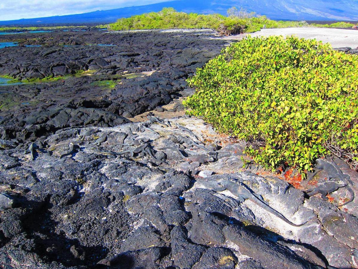 Marine Iguanas camouflaged against lava rocks.
