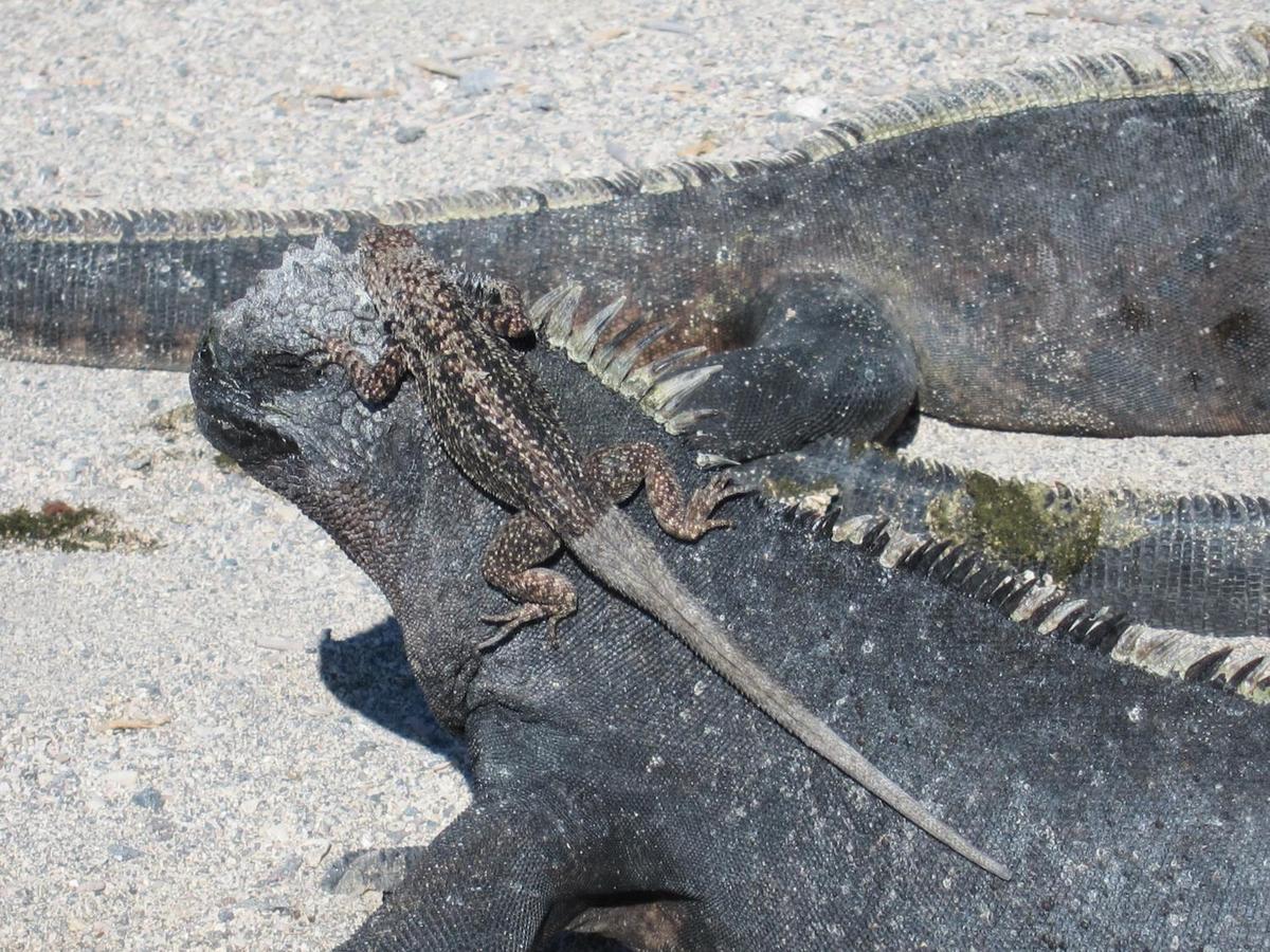 Marine Iguanas and Lava Lizards live in harmony with each other, like most Galapagos species.