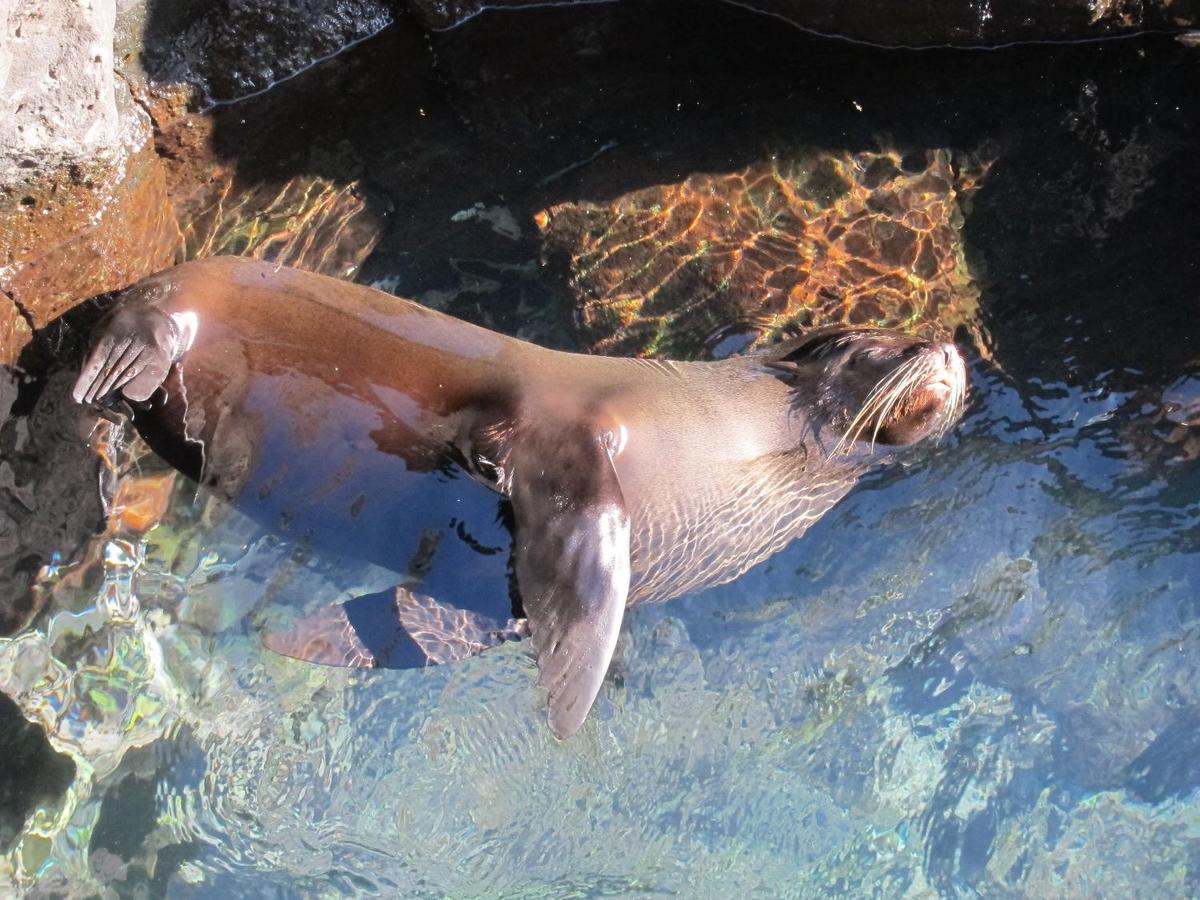 A Galapagos Fur Seal relaxing in clear water.
