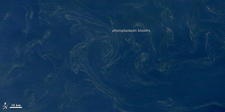 An enlargement of part of the previous image showing swirls of phytoplankton mats. Photo courtesy of NASA.