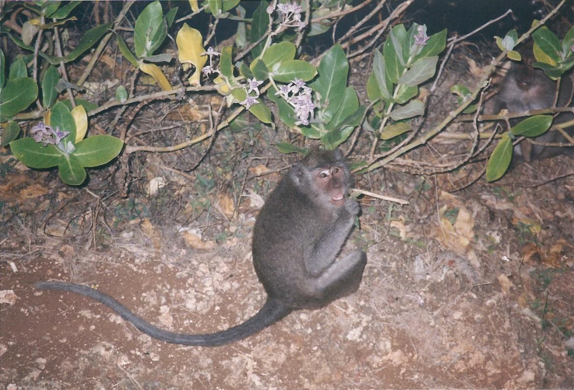 The monkeys at Pura Luhur Uluwatu on Bali are notorious pickpockets.