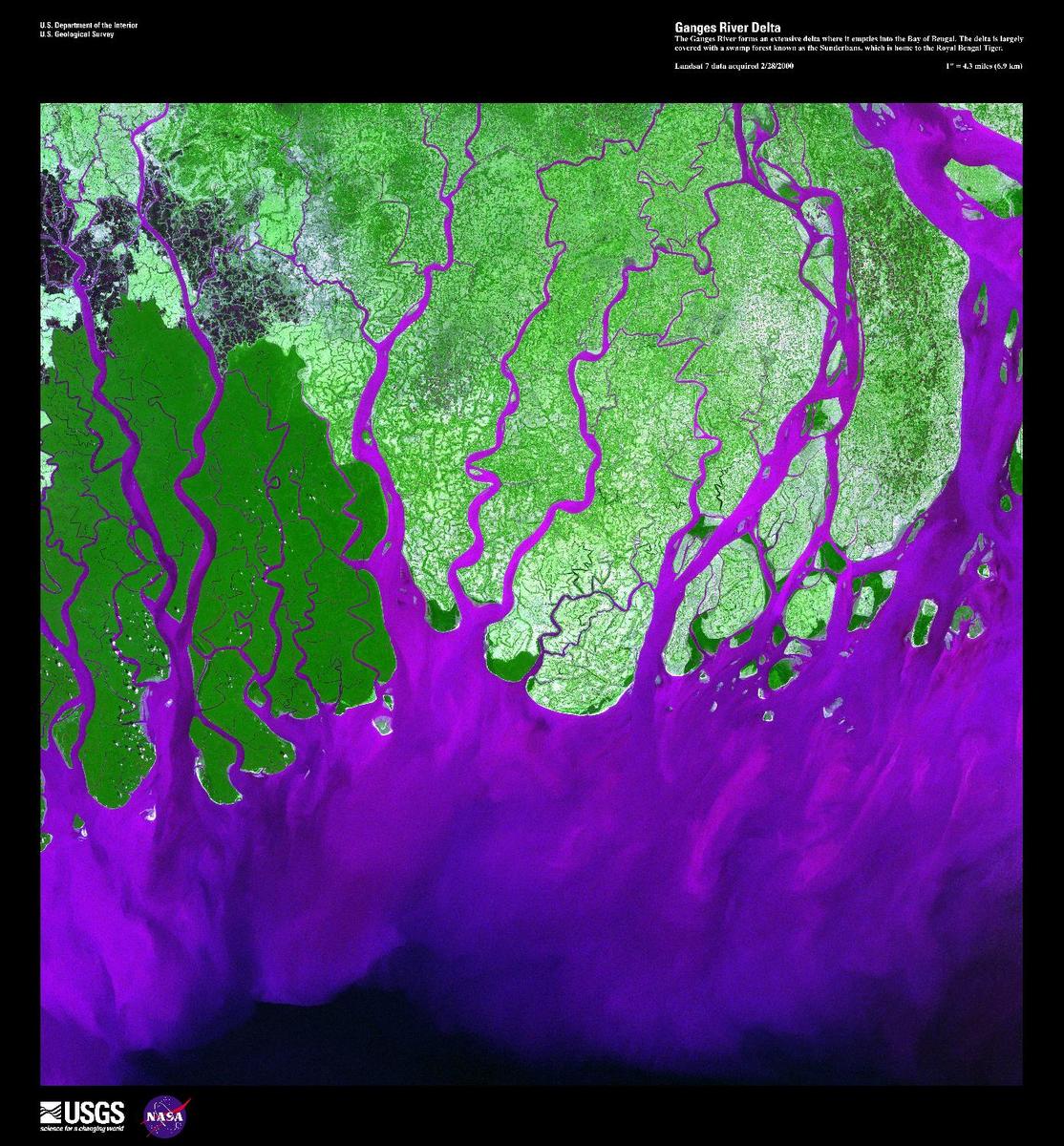 The Ganges River forms the largest tide-dominated delta in the world where it empties into the Bay of Bengal. This false-color satellite image vividly displays the large amount of sediment (violet), carried from as far away as the Himalayas, that precipitates when it abruptly encounters the sea. The delta is largely covered with a swamp forest known as the Sunderbans, which is home to the Royal Bengal Tiger. Image courtesy of USGS.