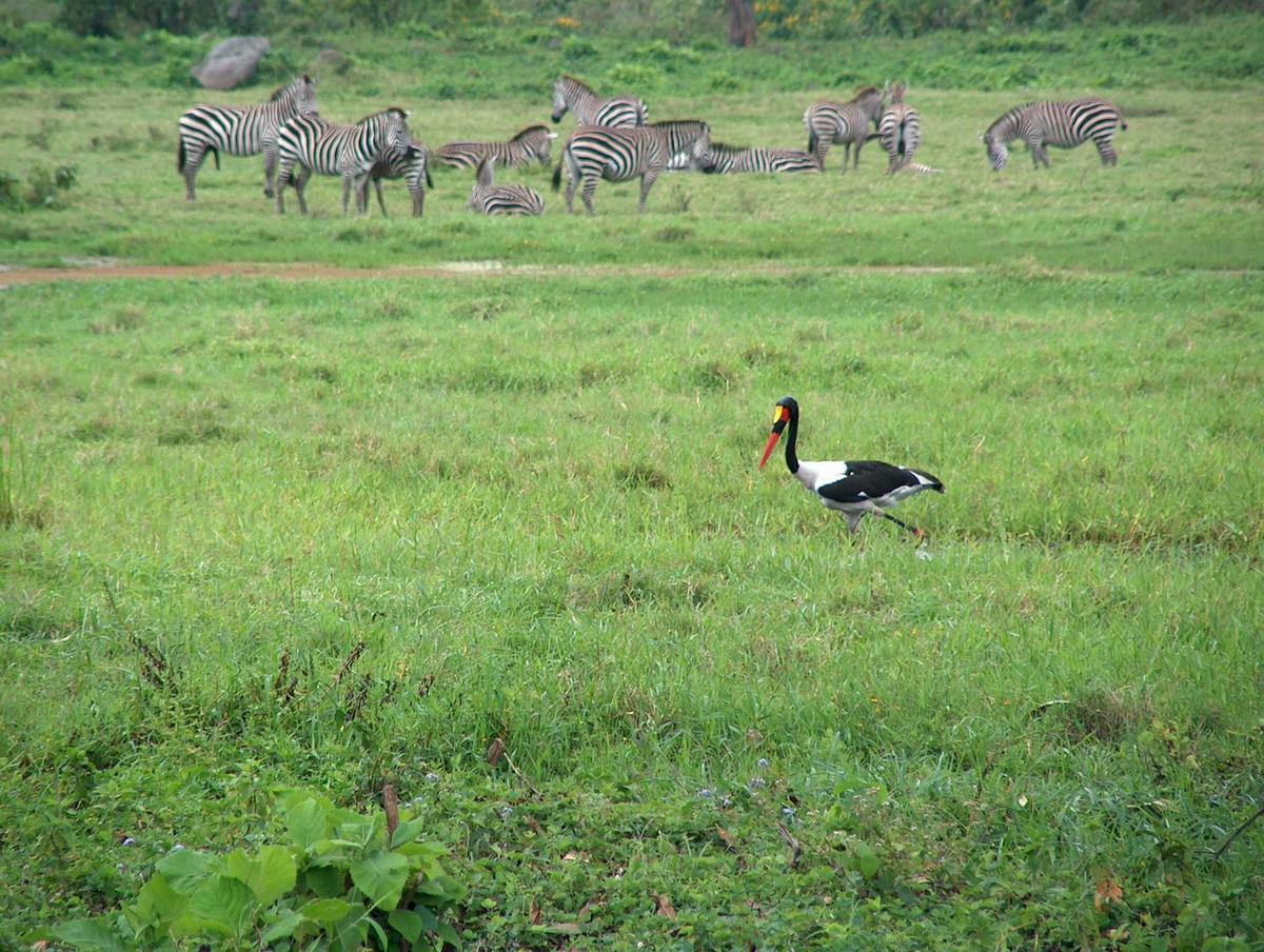 Crane in front of a herd of zebras at Arusha National Park.