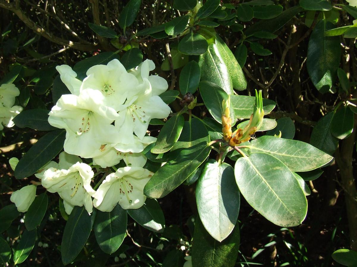 White rhododendron blossoms at the Royal Botanic Gardens at Kew, England.