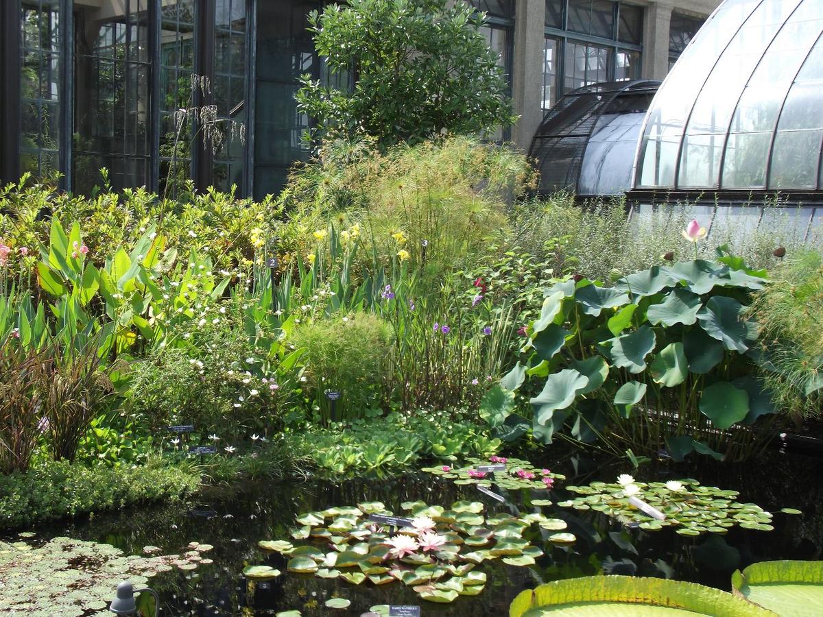 Aquatic flora outside one of the conservatories at Longwood Gardens, Kennett Square, Pennsylvania. The Gardens are one of the premier botanical gardens in the United States.