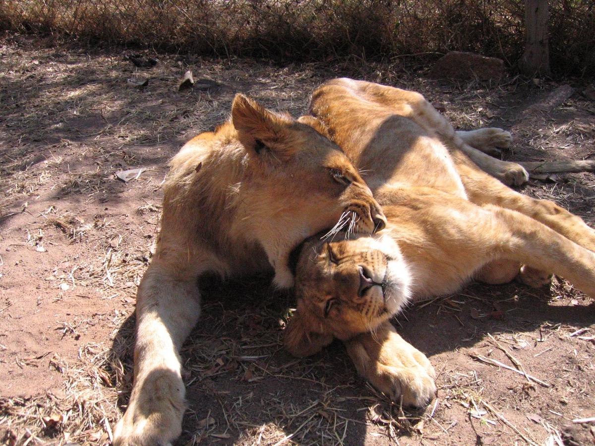 Frolicking lions in a reserve in Harare.