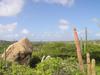 Desert vegetation at Arikok National Park. The park extends over about 18% of the island.
