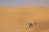 Trekking through the desert.