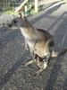 Often mistaken for kangaroos, wallabies abound in Australia; this one has a baby (joey) in its pouch.