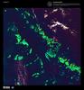 What might be mistaken for dinosaur bones being unearthed at a paleontological dig in this false color satellite image are some of the individual reefs that make up the Great Barrier Reef, the world&apos;s largest tropical coral reef system. The reef stretches more than 2,000 km (1,240 mi) along the coast of Queensland and is a UNESCO World Heritage Site. It supports astoundingly complex and diverse communities of marine life and is the largest structure on the planet built by living organisms. Image courtesy of USGS.