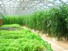 Soil on the island is of poor quality making it difficult to grow most crops locally. The CuisinArt Resort at Rendezvous Bay has a 1,670 sq m (18,000 sq ft) hydroponics farm, unique to the Caribbean. The greenhouses are built to withstand 177 kmph (110 mph) winds, common during hurricane season. The farm grows vegetables, lettuce, and a variety of herbs.