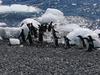 Adelie penguins entering the ocean at Brown Bluff at the end of the Tabarin Peninsula.