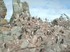 A Chinstrap penguin rookery. These penguins derive their name from the narrow black band under their heads that make it appear as if they are wearing black helmets. They build a circular nest with stones and lay two eggs.