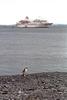 Chinstrap penguin waiting for the Zodiacs to arrive and disgorge the latest "flocks" of passengers.