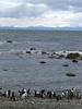 A colony of Magellanic penguins near Punta Arenas. Image courtesy of NASA/Maria-Jose Vinas.