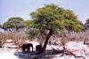 Elephants in the shade to escape the midday sun.