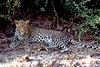 A resting but wary leopard.