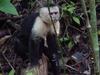 A monkey in Manuel Antonio National Park.