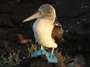 A Galapagos Island Blue-footed Booby.