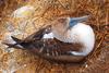 This close up of a Blue-Footed Booby reveals the bird's deep blue bill and rich plumage.